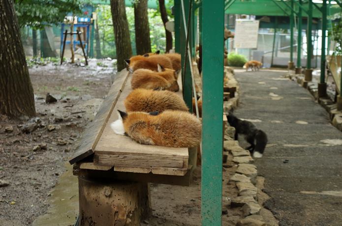 蔵王キツネ　お昼寝中