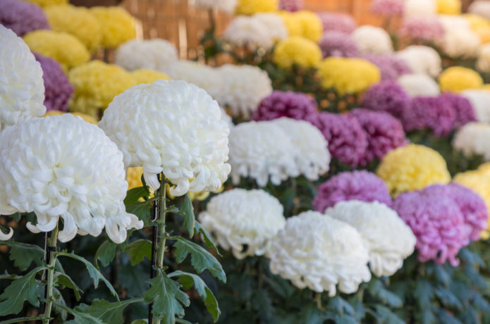白石城の菊花展示会の画像