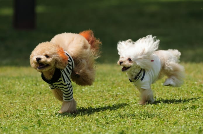みちのく公園のドッグラン