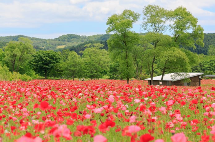 みちのく公園の花畑