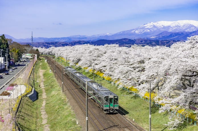 蔵王連峰と桜