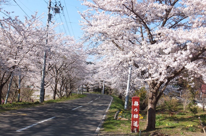 旧奥州街道の桜