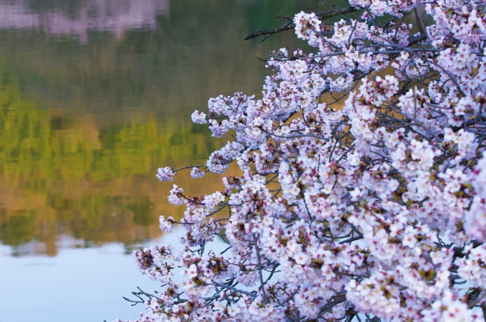 馬牛沼の桜