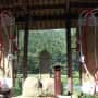 大草鞋　親子松
