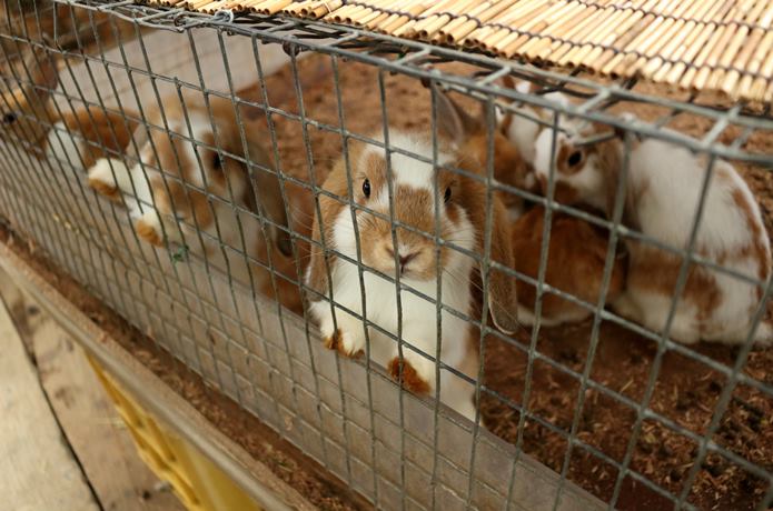 蔵王キツネ村のウサギ