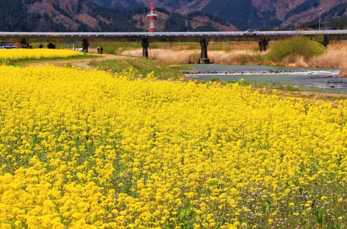 菜の花畑　鳴子温泉郷