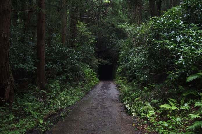大鮫に続く道