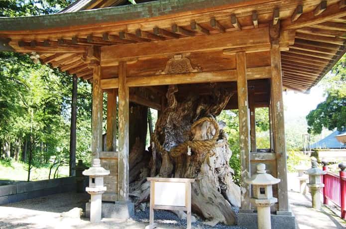 西方寺　縁結びのご神木