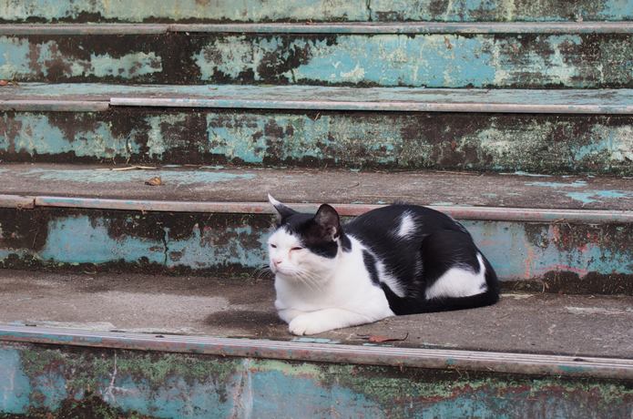 阿部ツ商店前で日向ぼっこしている猫