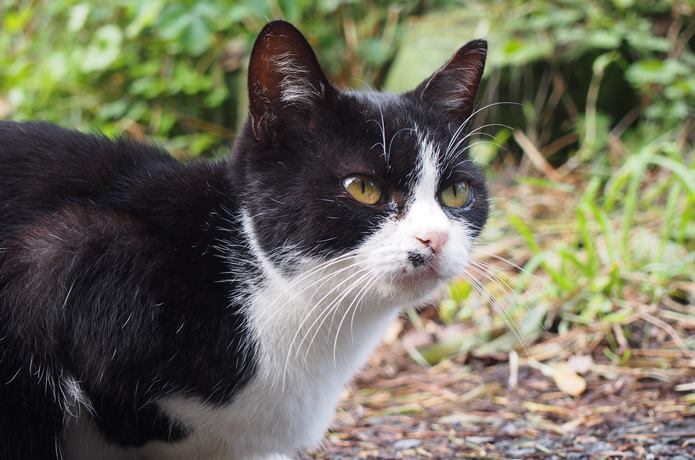 田代島　利凛々しい顔つきの猫