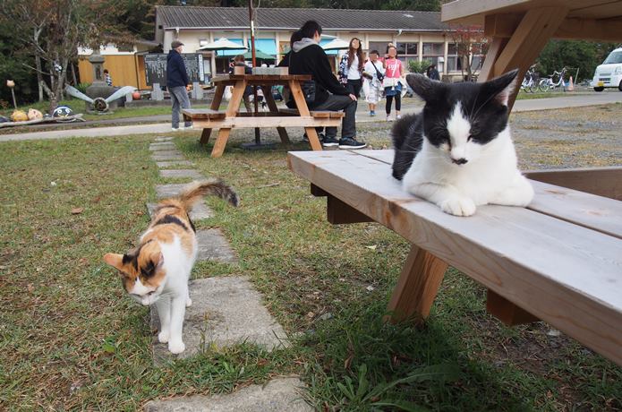 田代島　島の駅のベンチでくつろぐ猫
