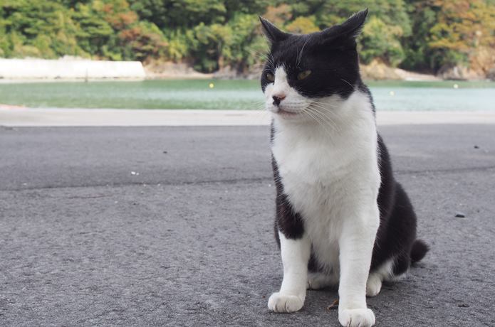 田代島の猫と港