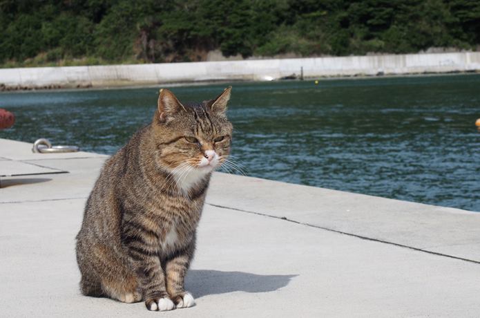猫　大泊港