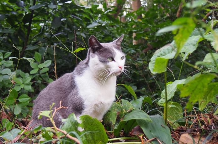 田代島　森の中から出てきた猫