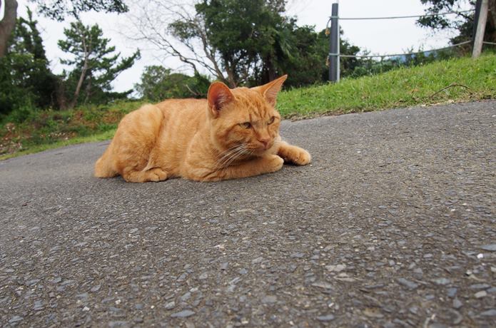 マンガアイランドの猫