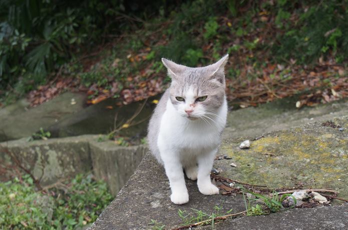 田代島　路地　猫