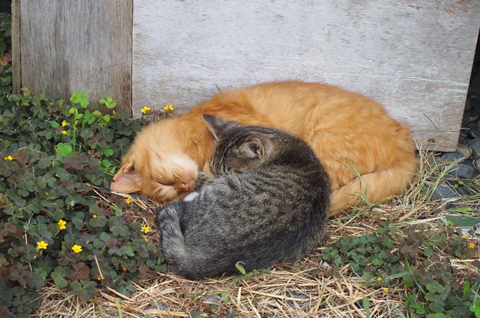 田代島　寝る猫