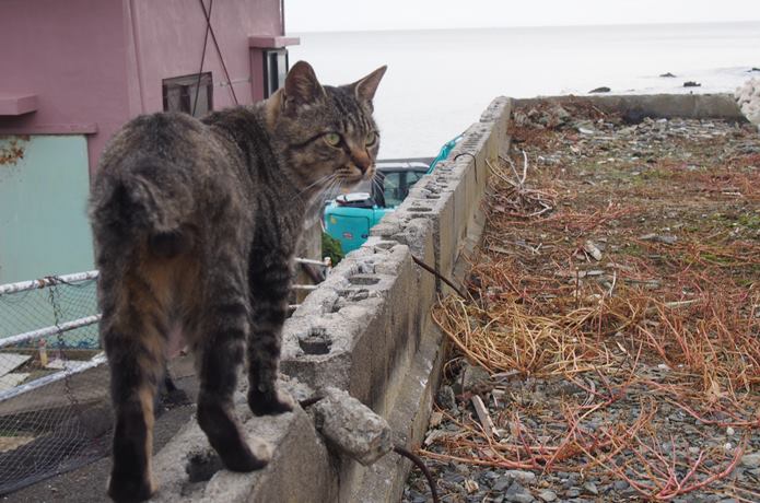 田代島のクロネコ堂前の猫