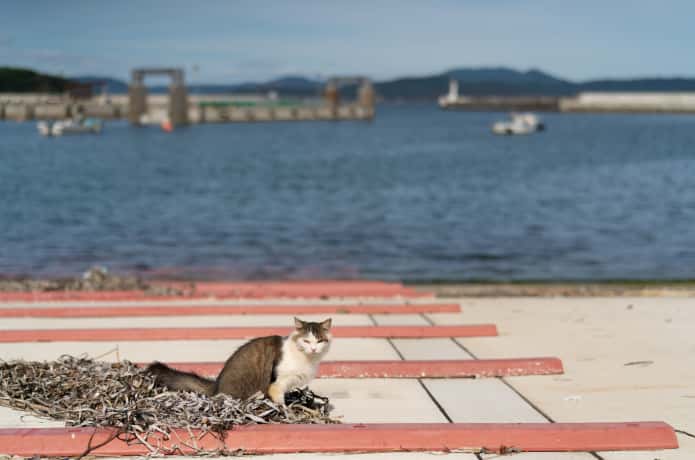 田代島の港と猫