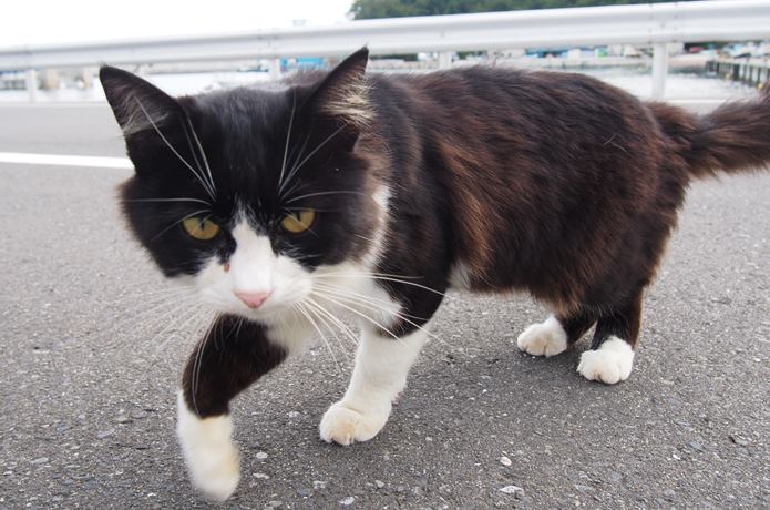 田代島　黒白猫