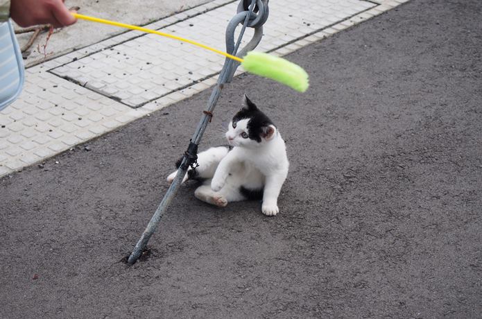 田代島　子猫