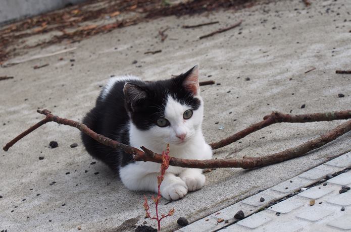田代島　座っている猫