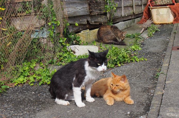 田代島　寄り添う2匹の猫