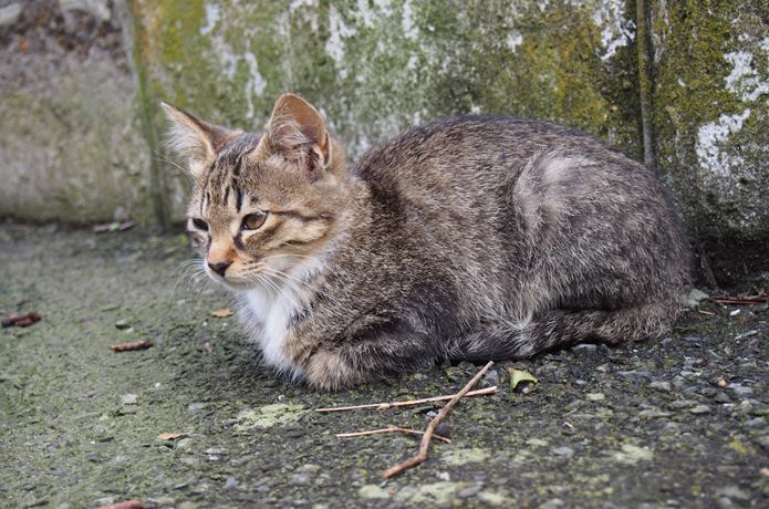 田代島　縞模様の猫