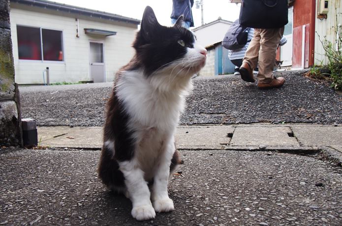 田代島　空を見上げる猫