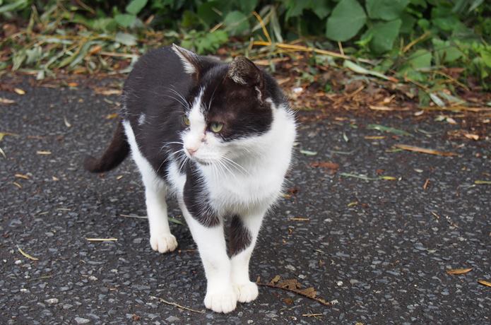 田代島　カメラを向けると顔をそむける猫