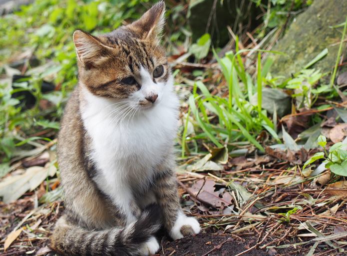 田代島　尻尾を巻く猫