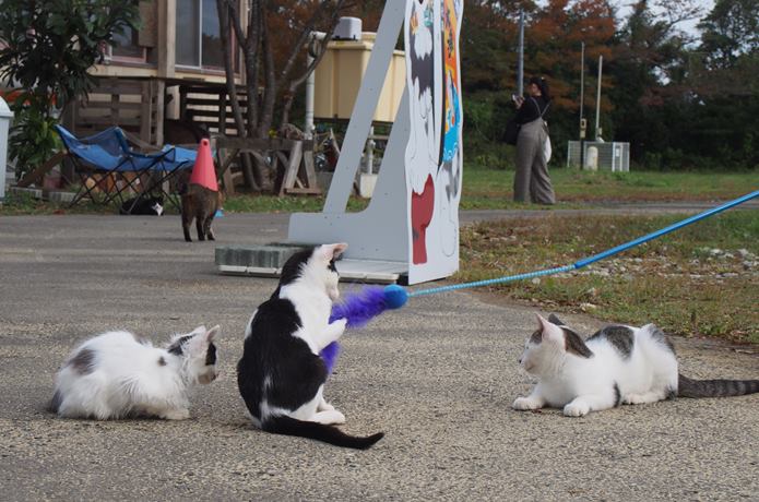 田代島　観光客の猫じゃらしでじゃれている猫