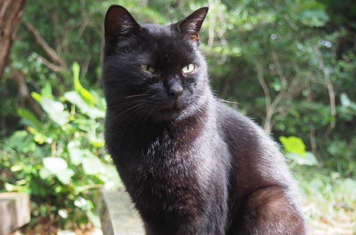 猫神様猫神社に居続ける黒猫