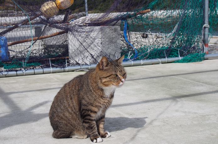 田代島　大泊港と猫