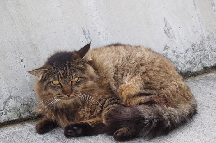 田代島　大泊港で涼む猫