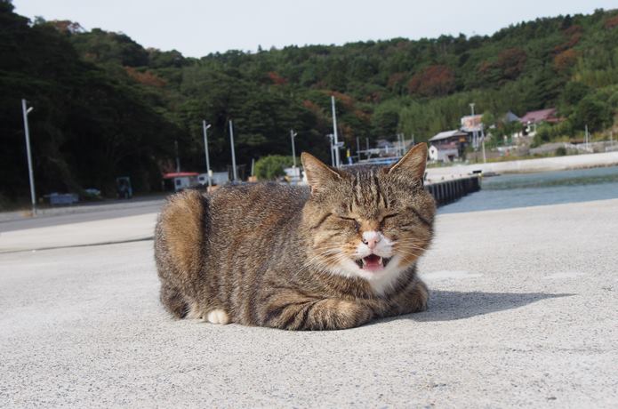 田代島　大泊港　にゃーと鳴く猫