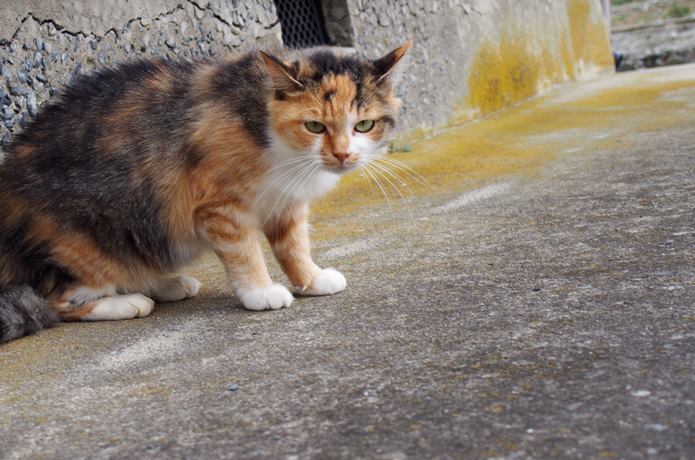 田代島　警戒している猫