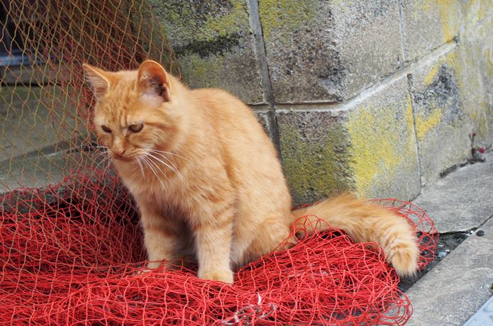 田代島　三毛猫