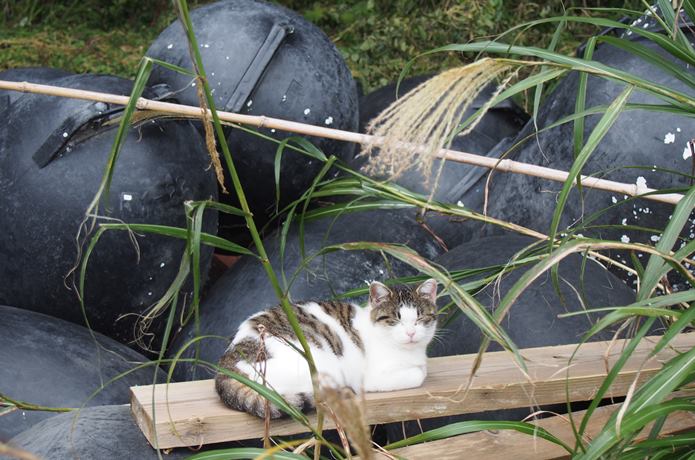 田代島　山側にいた猫