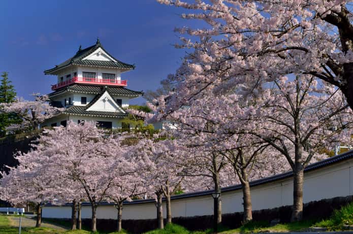 涌谷町　城山公園の桜