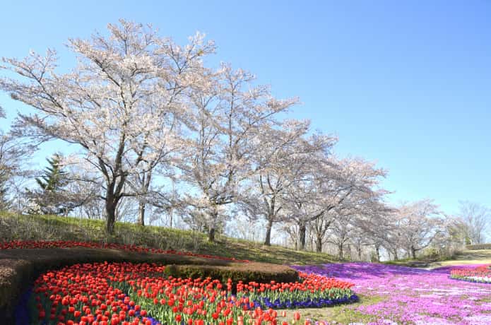 国営みちのく杜の公園の桜