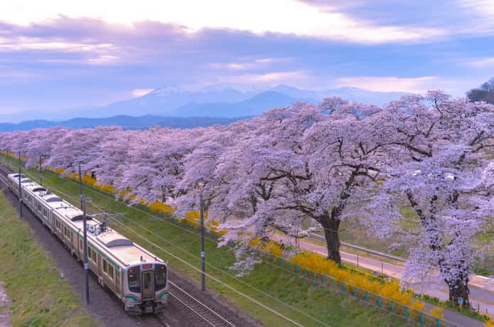 白石川と桜並木