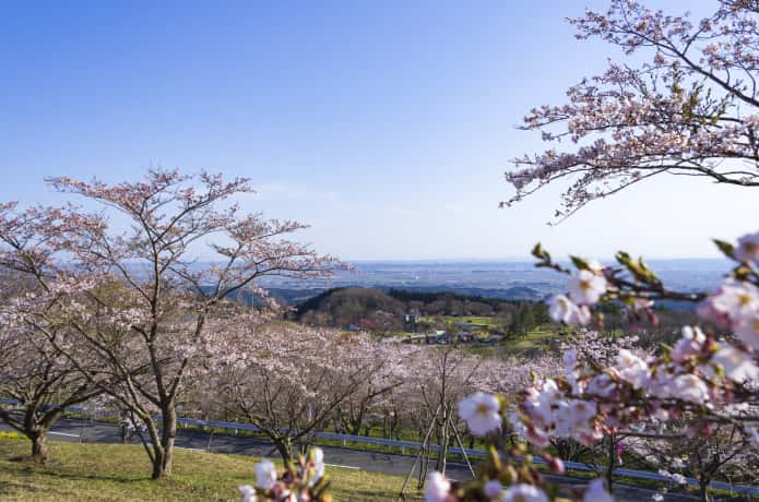 加護坊山の桜