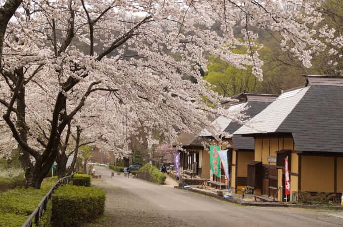 検断屋敷と桜