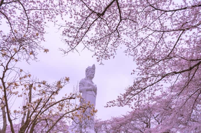 船岡城址公園　観音様と桜