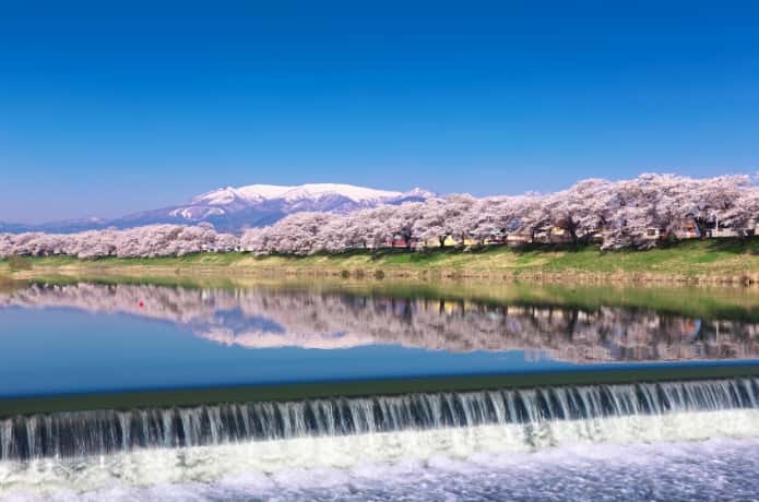 韮神堰からみる白石川堤千本桜