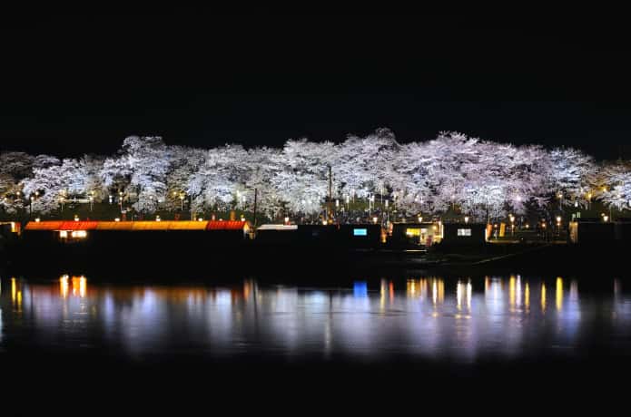 大河原町　千本桜　ライトアップ