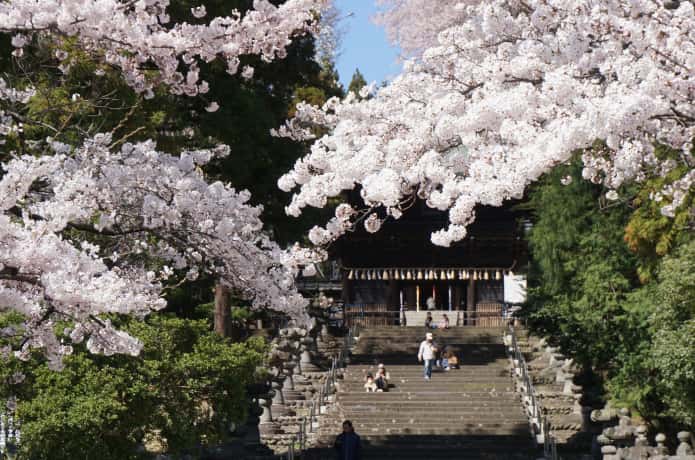 仙台　東照宮　桜