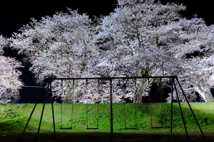 ブランコと夜桜