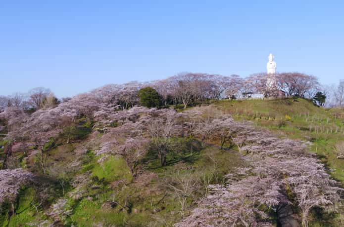 地上から見上げた船岡城址公園